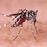 ডেঙ্গুর হটস্পট বরগুনা: মশক নিধনে নেই কার্যকর পদক্ষেপ