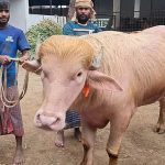‘ডোনাল্ড ট্রাম্প’ আসছে ঢাকায়, বিক্রি হলো ৫৫০ টাকা কেজি দরে