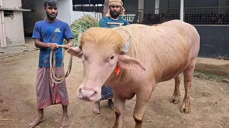 ‘ডোনাল্ড ট্রাম্প’ আসছে ঢাকায়, বিক্রি হলো ৫৫০ টাকা কেজি দরে